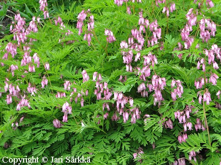 Dicentra formosa - kesäpikkusydän - fänrikshjärta Dicentra formosa - kesäpikkusydän - fänrikshjärta